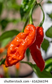 Bhut Jolokia