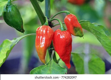 Bhut Jolokia On Shrub