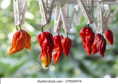 Bhut Jolokia Red Chili Peppers hanging from clippers