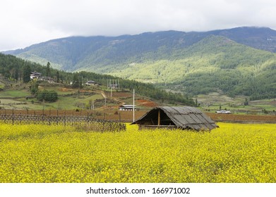 Bhutan Bumthang - Canola Field And Village