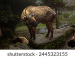 Bhutan Takin, vulnerable subspecies of Takin native to Bhutan, North Eastern India, Western China, and Tibet