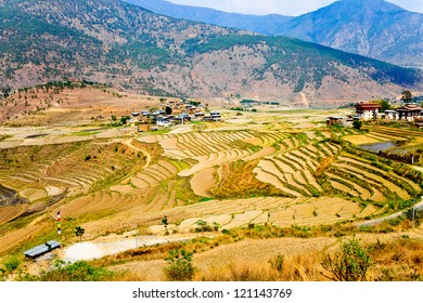 Bhutanese Village And Terraced Field At Punakha, Bhutan