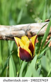 Bi Colored Tulip Upclose In Full Bloom.