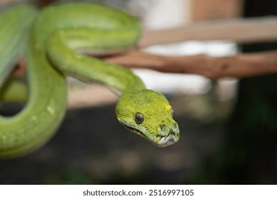 Biak Green Tree Python on a Branch