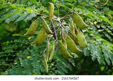 Biancaea Sappan Caesalpinia Sappan L Sappanwood Stock Photo 2161764367 ...