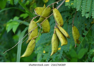 Biancaea Sappan Caesalpinia Sappan L Sappanwood Stock Photo 2161764369 ...