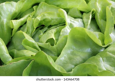 Bibb Lettuce