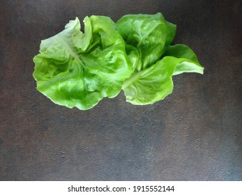 Bibb Lettuce Background With Empty Copy Space