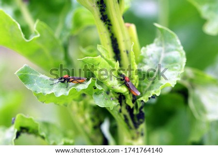 Bibio hortulanus is a fly from the family Bibionidae called March flies and lovebugs on sugar beet plant. Larvae of this insects live in soil and damaged plant roots.