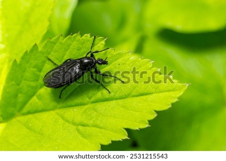 Similar – Image, Stock Photo May flies by Forest trees