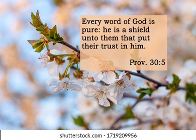 Bible quotes on blurred blooming nature background. Every word of God is pure: he is a shield unto them that put their trust in him. Card text sign for believers. Inspirational verse praying thought.