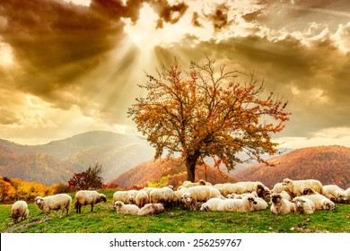 Bible Scene. Sheep Under The Tree  And Dramatic Sky In Autumn Landscape In The Romanian Carpathians