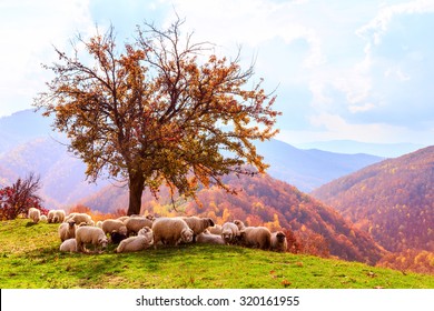 Bible scene. Sheep under the tree and dramatic sky in autumn landscape in the Romanian Carpathians