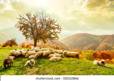 Bible Scene. Sheep Under The Tree And Dramatic Sky In Autumn Landscape In The Romanian Carpathians