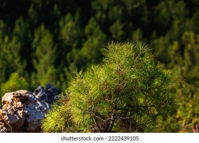 Bibrant aromatic coniferous tree and pine forest in mountains, fortitude - Shutterstock ID 2222439105