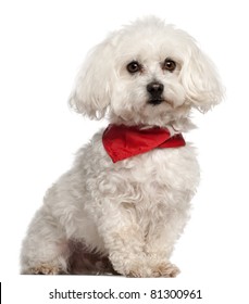 Bichon Fris?Ã?Â?Ã?Â©, 7 Years Old, Sitting In Front Of White Background