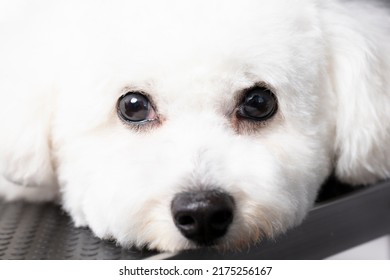 Bichon Dog Looking At The Camera.