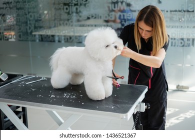 Bichon Fries At A Dog Grooming Salon