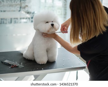 Bichon Fries At A Dog Grooming Salon