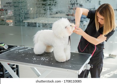 Bichon Fries at a dog grooming salon - Shutterstock ID 1708110085