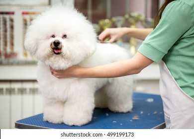 Bichon Fries Grooming With Scissors  