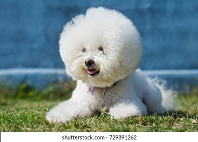 Bichon Frise Dog