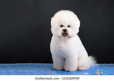 The Bichon Frise Dog Demonstrates A New Hairstyle Sitting On The Table.