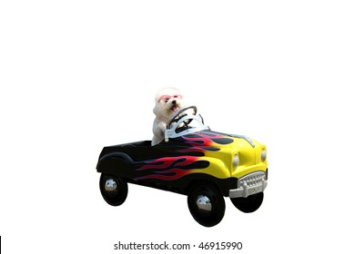 a bichon frise dog drives her hot rod pedal car around town isolated on white with room for your text or images