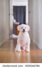 Bichon Frise Dog At Home During Lockdown