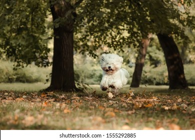 Bichon Frise Dog Jumping High Out In The Park With His Waving Fluffy Hair