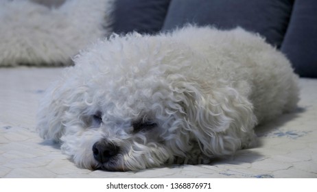 Bichon Frise Dog Lying On The Bed