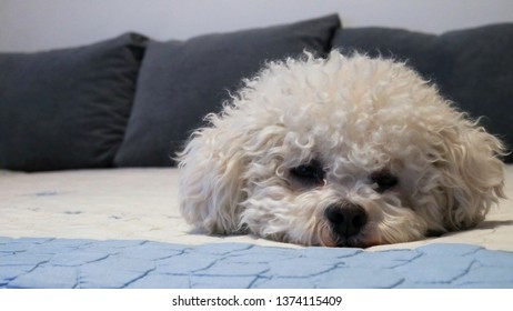  Bichon Frise Dog Lying On A Bed
