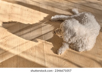 Bichon frise dog lying on a parquet floor.