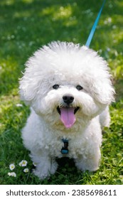 Bichon Frise dog in the park on sunny day. - Shutterstock ID 2385698611