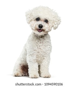 pictures of bichon frise