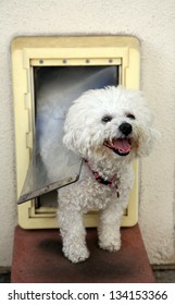 A Bichon Frise Dog Smiles As She Goes Through Her Dog Door