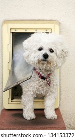 A Bichon Frise Dog Smiles As She Goes Through Her Dog Door