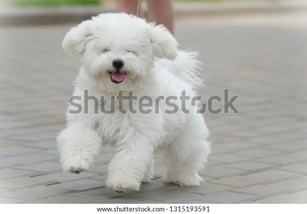 Bichon Frise Dog Stylish Haircut Staying Stock Photo Edit Now