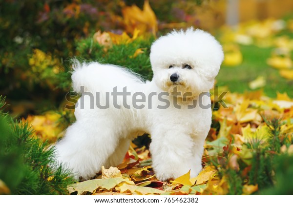 Bichon Frise dog with a stylish haircut staying\
outdoors on fallen leaves in\
autumn