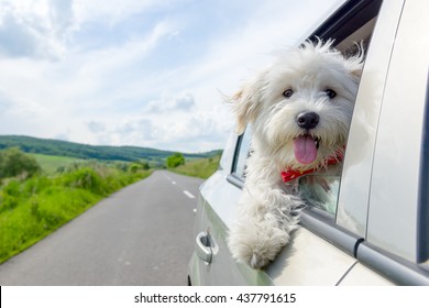 Bichon Frise Looking out of car window