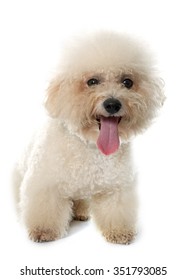 Bichon A Poil Frise High Res Stock Images Shutterstock