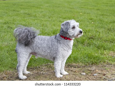 Bichon Frise Poodle Cross Breed Dog Standing Looking