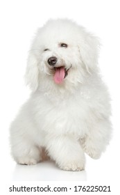 Bichon Frise Posing On A White Background