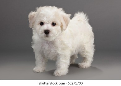 8,685 Bichon frise Images, Stock Photos & Vectors | Shutterstock