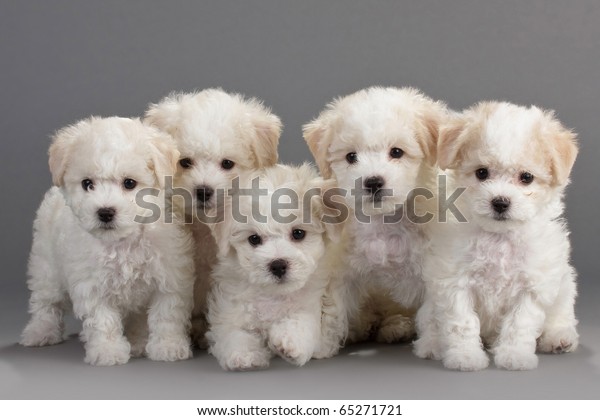 Bichon Frise Puppies On Gray Background Stock Photo Edit Now 65271721