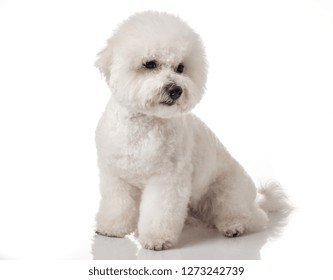 Bichon Frise Puppy Dog Isolated On Stock Photo 1273242739 | Shutterstock