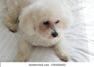 Bichon Frise Resting On A White Bed 