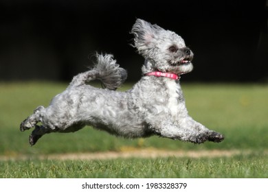 Bichon Frise Shih Tzu Cross