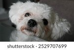 bichon frise, sweet dog, white, puppy,poland, lumix g80