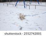 A Bichon Frise wearing a yellow harness and small boots playfully leaps in the snow. Footprints are visible on the snowy ground.